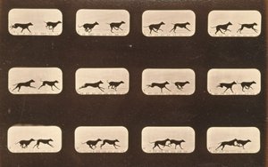 実行中のグレイハウンドの画像シーケンス、「Animal Locomotion」シリーズ、c.1881 作： Eadweard Muybridge